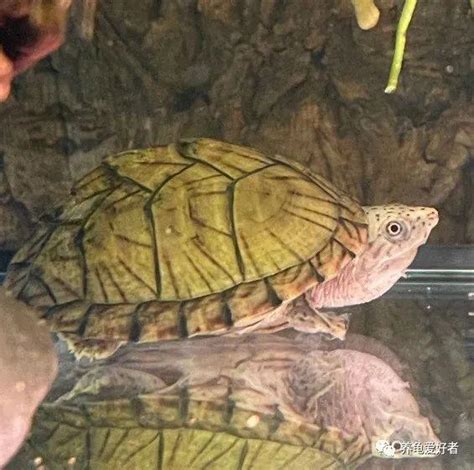 深水養龜|養龜究竟要多深水，淺水深水怎麼切換？